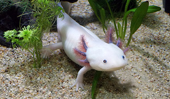 axolotl swimming