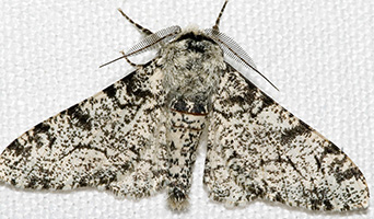 moth