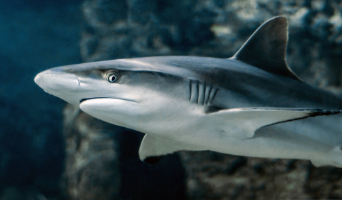 a shark swimming under water