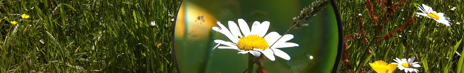 Flower through magnifying glass