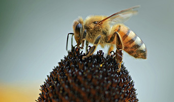 Bee on a flower