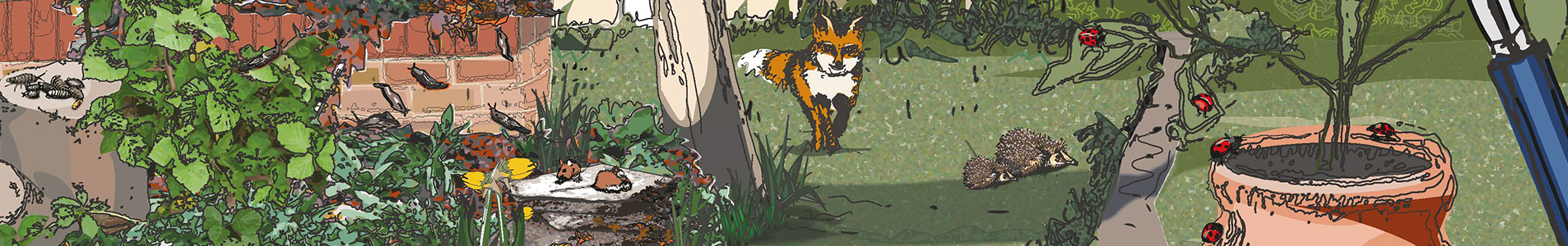 Illustration of wildlife in a garden
