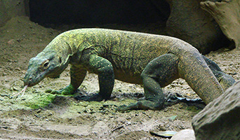 Komodo dragon