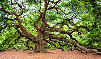 Oak tree