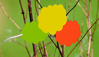 twigs with bugs covered by coloured blobs to disguise identity