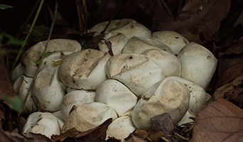 Cobra eggs in nest