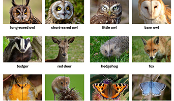 Pictures of various wildlife creatures with their names below