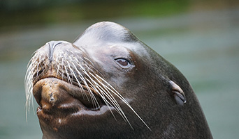 Sealion