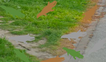 Crocodile illustration