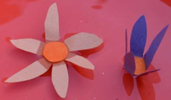 Two flowers