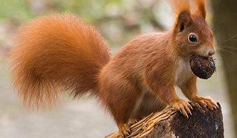 Red squirrel