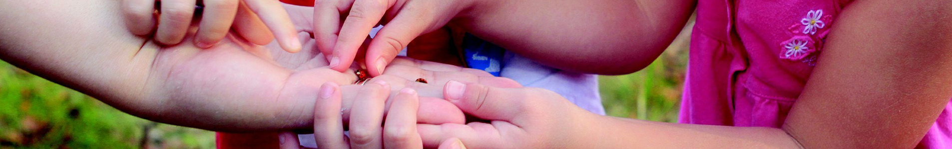 An open palm holding a ladybird other hands investigate