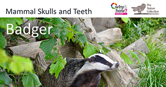 Badger