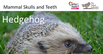 Hedgehog