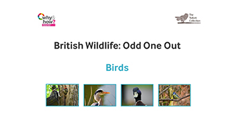 Birds