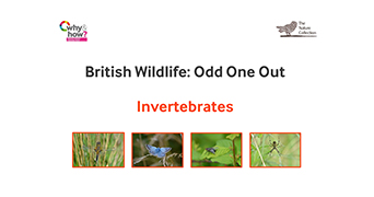 Invertebrates