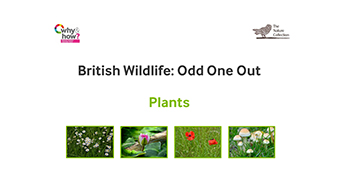 OOO Plants
