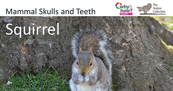 Grey squirrel
