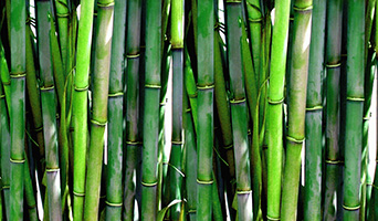 Bamboo