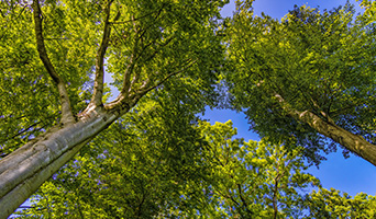 Looking up at trees