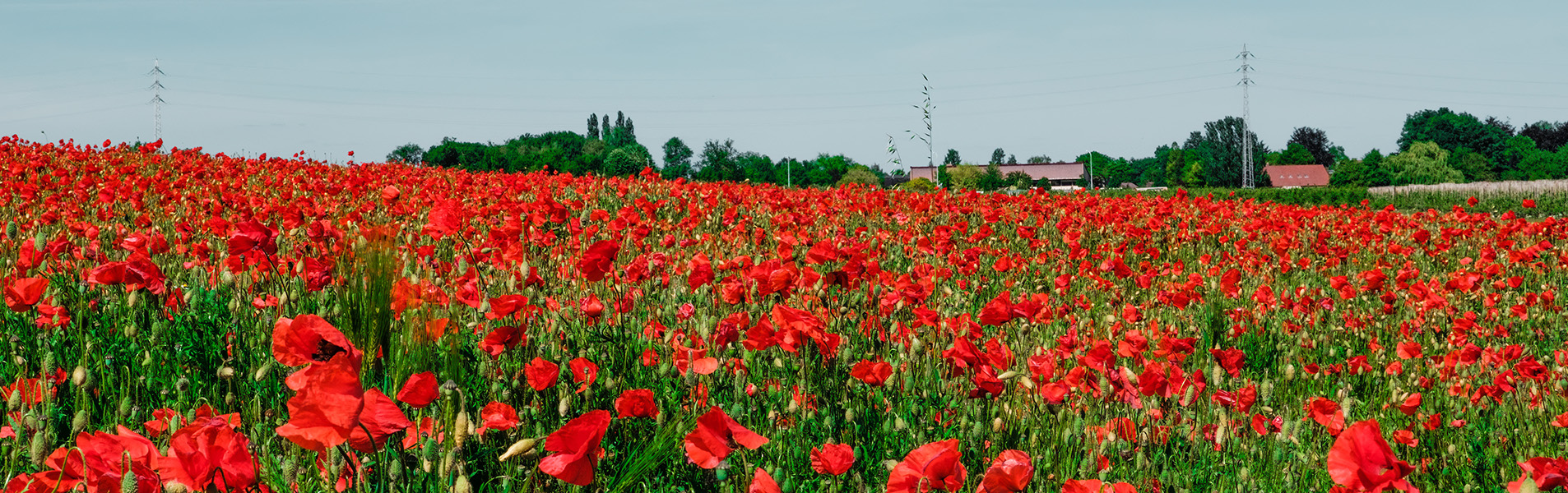 Poppy field