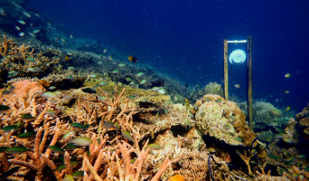 underwater scene of life around the coral reef