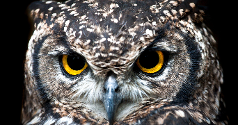 a close up of an owl