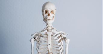 an image of a skeleton from the ribs to skull