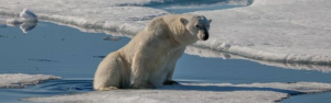 thin polar bear on melting ice