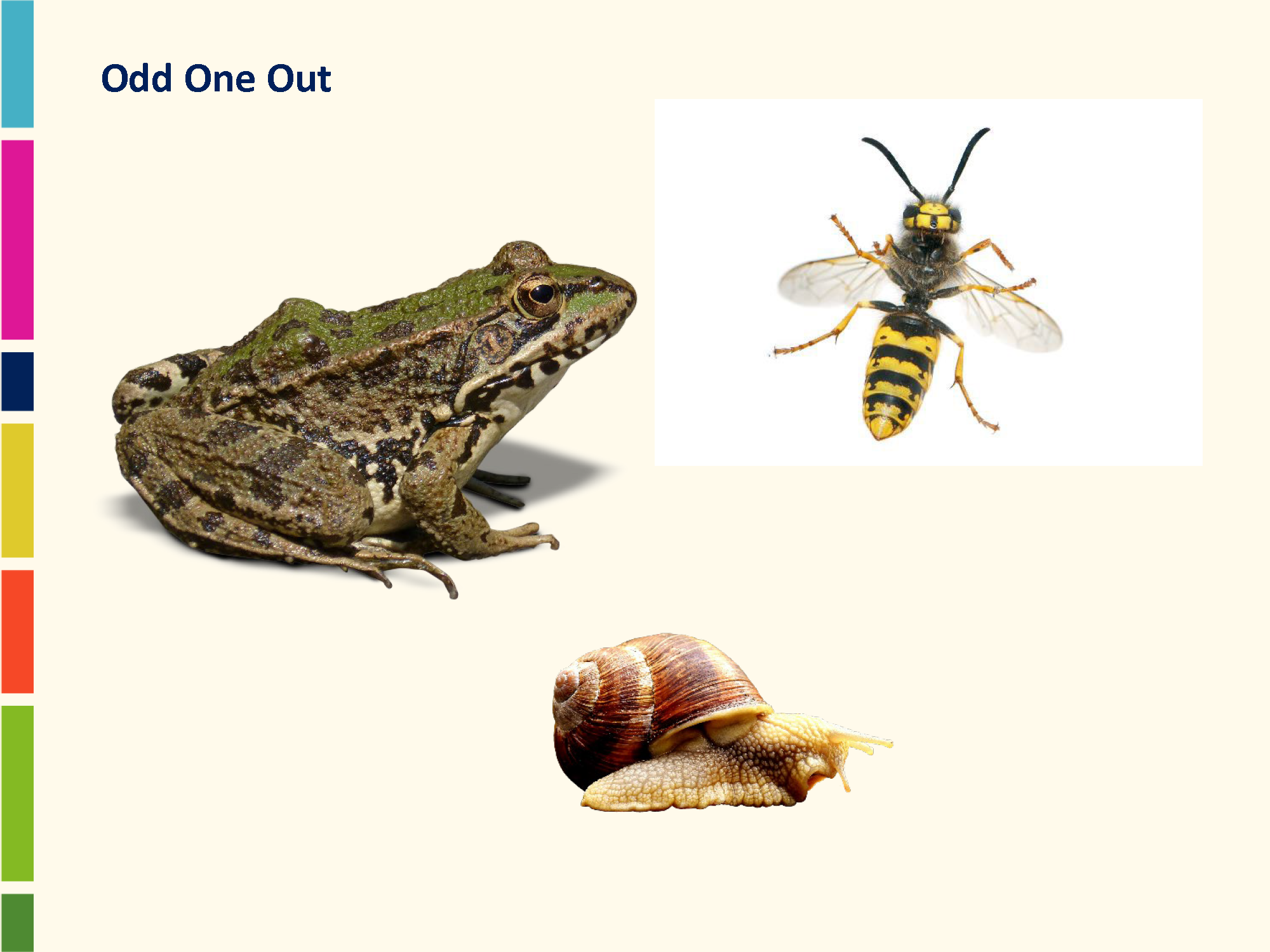 a frog, a garden snail, a wasp