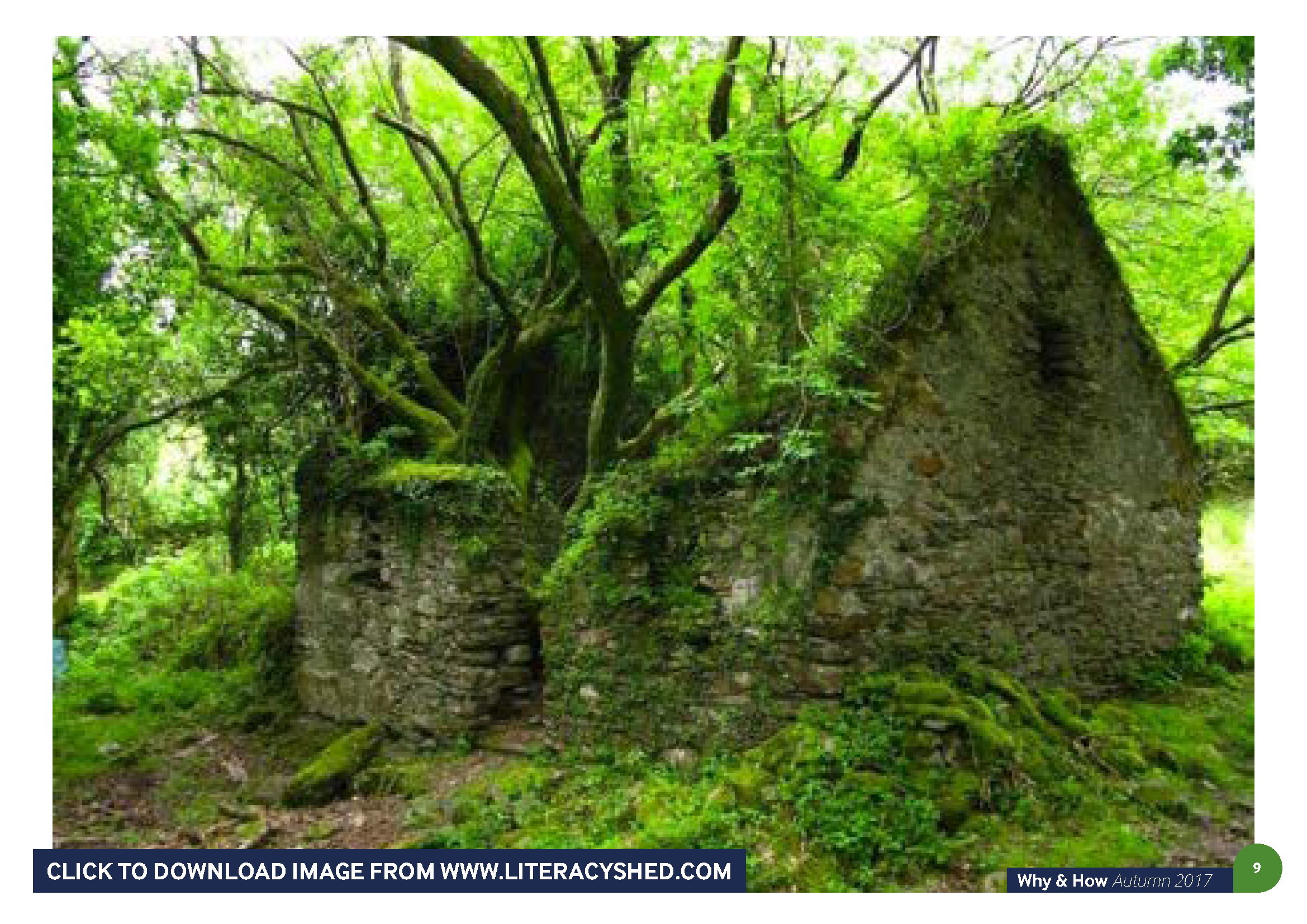 Tree growing inside a ruined house